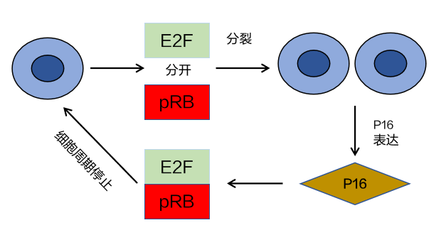 1730190339445577.png 2.png